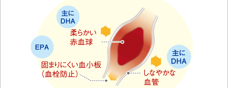 しなやかな血管 柔らかい赤血球 固まりにくい血小板（血栓防止） 主にDHA　EPA