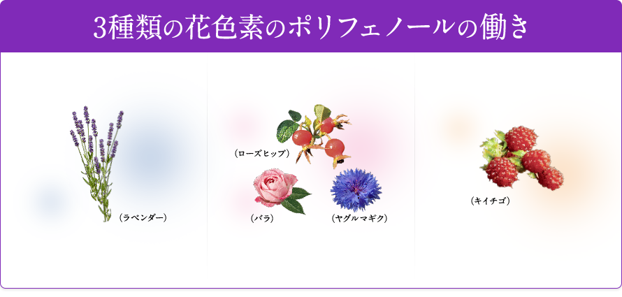 3種類の花色素のポリフェノールの働き ラベンダー ローズヒップ バラ ヤグルマギク キイチゴ