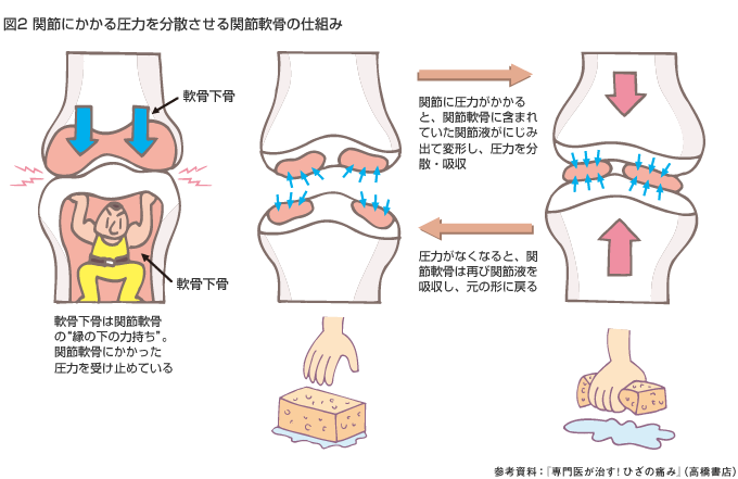図2 関節にかかる圧力を分散させる関節軟骨の仕組み　軟骨下骨は関節軟骨の“縁の下の力持ち”。関節軟骨にかかった圧力を受け止めている　関節に圧力がかかると、関節軟骨に含まれていた関節液がにじみ出て変形し、圧力を分散・吸収　圧力がなくなると、関節軟骨は再び関節液を吸収し、元の形に戻る　参考資料：『専門医が治す！ひざの痛み』（高橋書店）