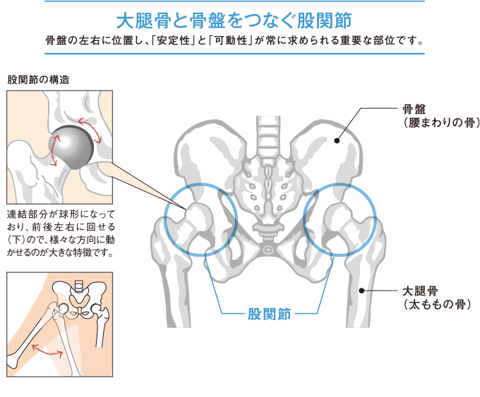 大腿骨と骨盤をつなぐ股関節　骨盤の左右に位置し、「安定性」と「可動性」が常に求められる重要な部位です。