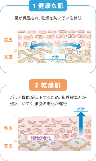 1：健康な肌　肌が保湿され、乾燥を防いでいる状態　2：乾燥肌　バリア機能が低下するため、紫外線などが侵入しやすく、細胞の老化が進行