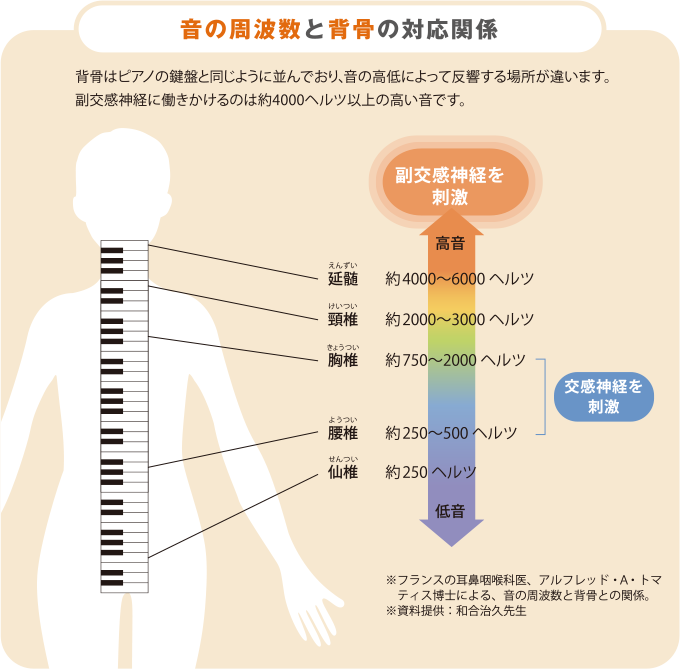 音の周波数と背骨の対応関係 背骨はピアノの鍵盤と同じように並んでおり、音の高低によって反響する場所が違います。副交感神経に働きかけるのは約4000ヘルツ以上の高い音です。