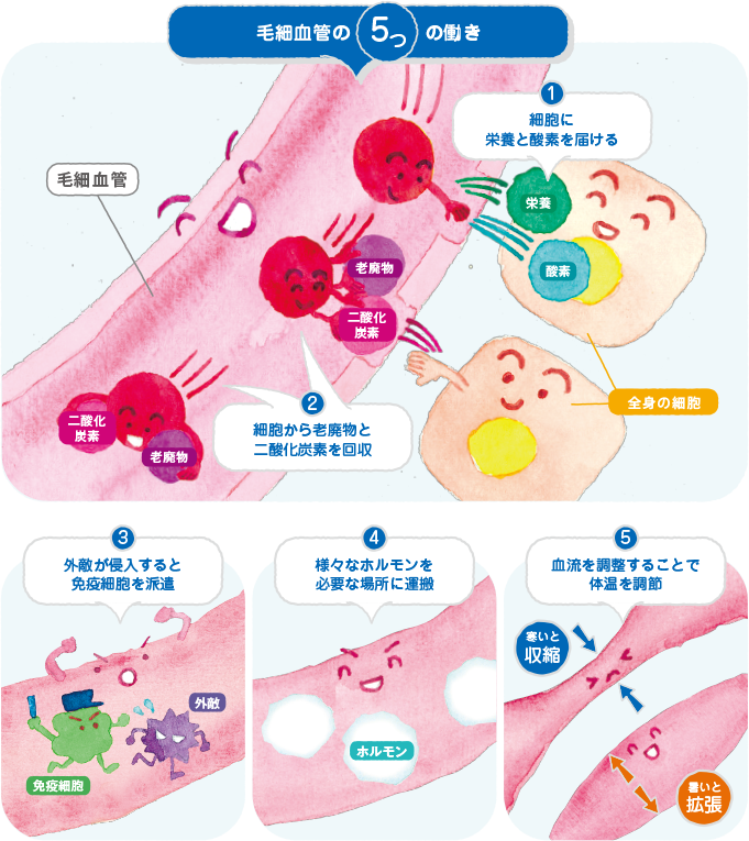 毛細血管の5つの働き：1:細胞に栄養と酸素を届ける・2：細胞から老廃物と二酸化炭素を回収・3：外敵が侵入すると免疫細胞を派遣・4：様々なホルモンを必要な場所に運搬・5：血流を調節することで体温を調節