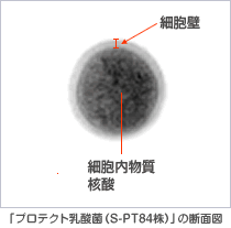「プロテクト乳酸菌（S-PT84株）」の断面図