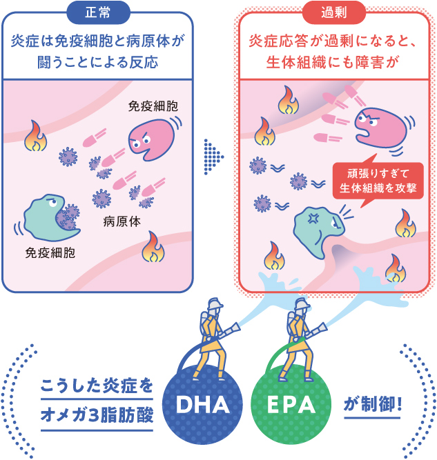 正常 炎症は免疫細胞と病原体が闘うことによる反応 過剰 炎症応答が過剰になると、生体組織にも障害が こうした炎症をオメガ3脂肪酸 DHA EPA が制御！